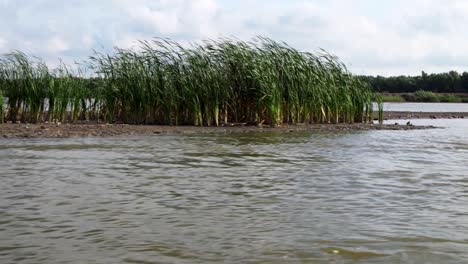 Common-Reeds-Growing-In-The-Danube-Delta-Seen-From-A-Cruising-Boat