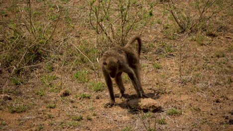 Chacma-Baboon-flips-large-rock-over-while-foraging