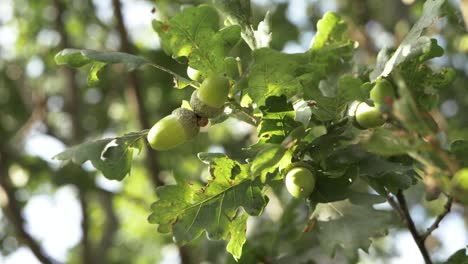 Acorns-growing-on-tree-branch-medium-shot
