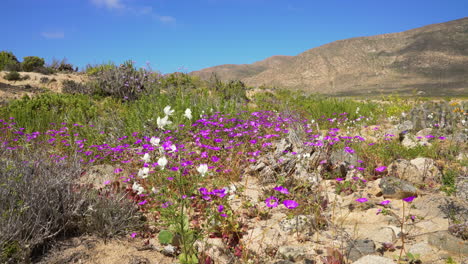 Purple-Cistanthe-cachinalensis-and-white-wild-flowers-growing-in-the-dry-atacama-desert-after-rainfall,-bright-sunny-day
