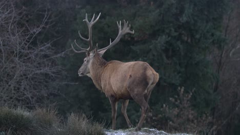 Majestic-stag-with-large-antlers-walks-calmly-away-from-camera-Wide-shot---SLOMO