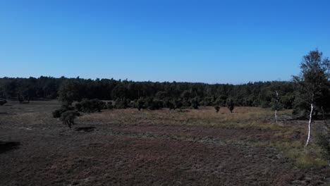 Volando-Sobre-Un-Campo-Salvaje-Cubierto-De-Brezo-Y-árboles-Dispersos-En-Un-Día-Soleado-Y-Cálido-Con-El-Cielo-Azul-Arriba