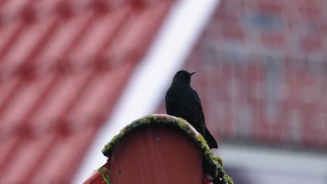 Rain-Pouring-On-A-Eurasian-Blackbird-Sitting-And-Calling-On-The-Roof-Ridge---selective-focus