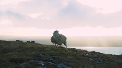 Schafe-Auf-Einem-Windigen-Hügel-Auf-Den-Färöern