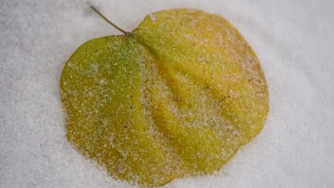 Time-lapse-of-snow-covering-a-yellow-leaf