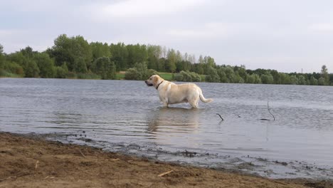 Labrador-dog-in-standing-in-a-lake-wide-panning-shot
