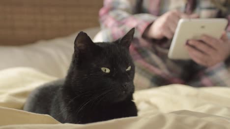 Haustierbesitzer-Liest-Tablet-Im-Bett-Mit-Mittlerer-Aufnahme-Der-Schwarzen-Katze-Des-Haustieres