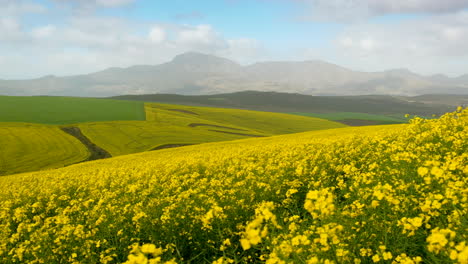 Panning-shot-of-beautiful-countryside-with-striking-yellow-canola-fields
