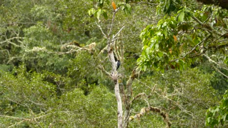 Acorn-Woodpecker-perched-on-a-dead-tree-in-the-middle-of-the-evergreen-forest-of-Costa-RIca