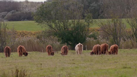 View-From-Behind-Of-A-Fold-Of-Highland-Cattle-Feeding-On-The-Green-Grass-In-The-Farm---wide-shot