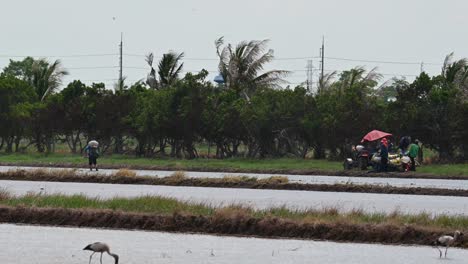 Farmers-Spraying-something-into-the-Rice-paddy-Field-as-birds-in-the-foreground-move-around