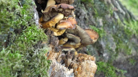 Fungus-Mushrooms-on-Tree-Trunk-with-Moss,-Fall,-Slow-Tilt-Up-Reveal