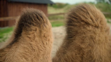 Jorobas-De-Camello-Peludas-Filmadas-En-Un-Zoológico-Cerca