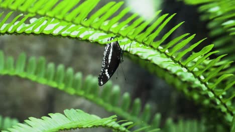 Great-Eggfly-Butterfly-In-Fern-Green-Leaves-At