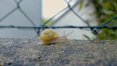 Snail-Crawling-On-The-Ground---close-up