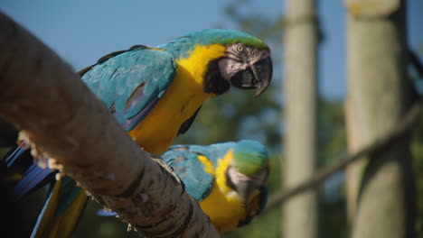 Süßer-Gelber-Und-Blauer-Ara-papageienvogel,-Der-Kaut