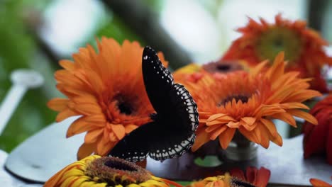 Great-Eggfly-Butterfly-In-Blossoming-Orange-Gerbera-Daisy