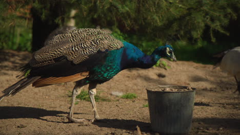 Beautiful-Peacock-eating-from-a-bucket-in-zoo