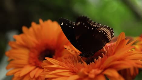 Close-up-De-Eggfly-Común-Chupando-Néctar-En-Naranja