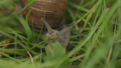 Closeup-of-eyed-tentacles-on-brown-snail-head