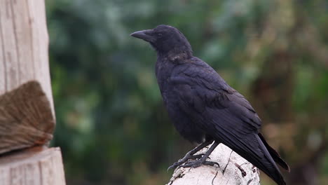 Intelligent-crow-surveys-forest-scene-from-perch-on