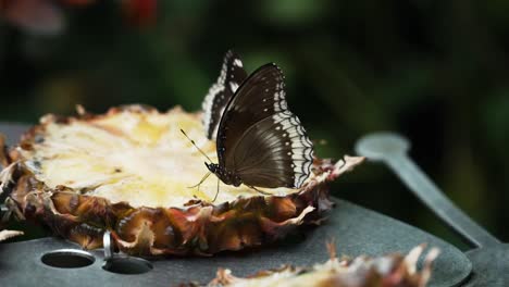 Pineapple-Slices-With-Blue-Moon-Butterfly-On-Top