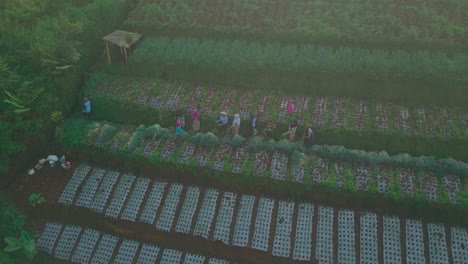 Drohnenvideo-Von-Bauern,-Die-Frühlingszwiebeln-Ernten