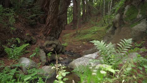 Plätschernder-Bach,-Der-Durch-Big-Sur-Redwood-Wald-Fließt