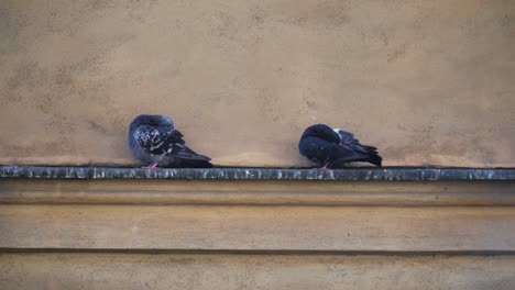Doves-Preened-At-The-Ledge-Outside-The-Building