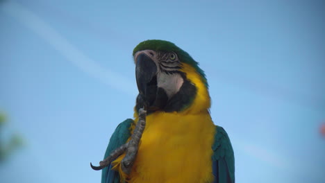 Lebendiger-Gelber-Und-Blauer-Ara-Papageienvogel-In-Der-Nähe