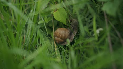 Beuatiful-spiral-whorl-marking-of-edible-snail-eating