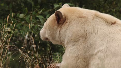 Fat-white-Kermode-Spirit-Bear-enjoys-peaceful-day