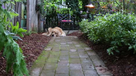 Dolly-shot-pull-back-of-a-Golden-Retriever