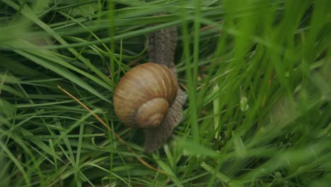 Beautiful-shell-whorl-of-edible-roman-snail-crawling