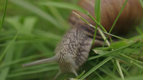 Tentacled-head-of-edible-helix-pomatia-snail-crawling