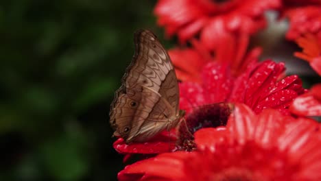Vindula-Schmetterling-Füttert-Nektar-Aus-Roten-Blüten---Makro