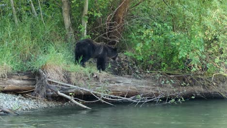 Grizzly-bear-looks-at-fish-in-river-from