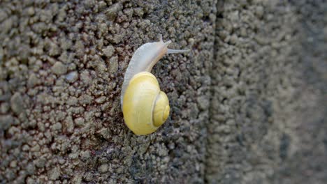 Yellow-Snail-Slowly-Crawl-Against-Roughcast-Wall-Close