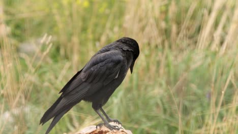 Black-crow-standing-on-log-is-isolated-against