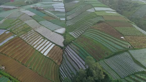 terraced-vegetable-plantation-that-planted-with-scallion-and