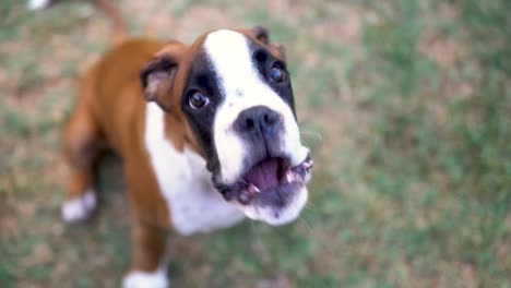 Close-up-shot-of-a-stunning-boxer-puppy-staring-and-barking-at-the-camera
