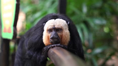 Lazy-arboreal-creature-male-white-faced-saki-monkey