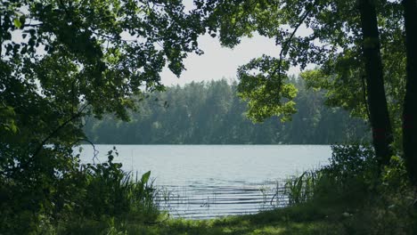 Geplätschertes-Wasser-Des-Litauischen-Waldsees,-Umrahmt-Von