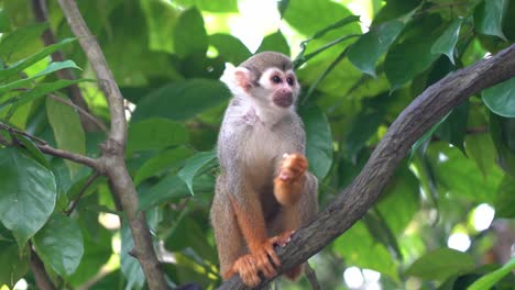 Adorable-common-squirrel-monkey-holding-a-piece-of