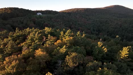 treetop-aerial-over-pines-near-moses-cone-manor