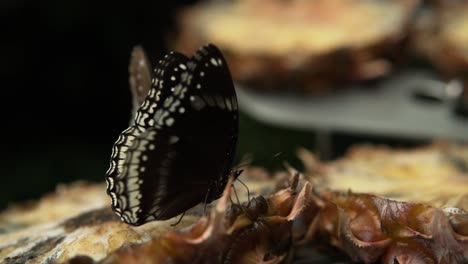 Close-Shot-Of-Blue-Moon-Butterfly-Eating-Fresh