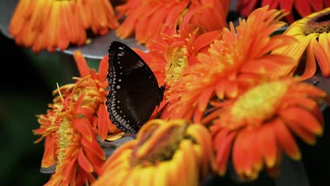 Common-Eggfly-Butterfly-Sipping-Nectar-Of-Gerbera-Daisy