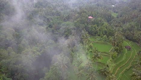 Flyover-Low-cloud-over-lush-green-rice-paddy