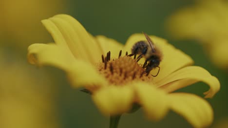 Honey-worker-bee-collects-pollen-from-a-yellow
