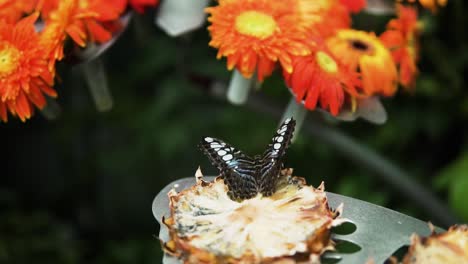 Beautiful-Clipper-Butterfly-Feeding-On-Pineapple-Slice-In